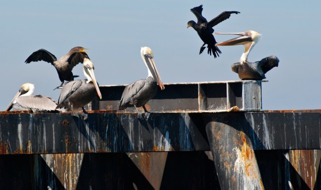 Screenshot 2021-07-22 at 22-50-10 squak-dock jpg (JPEG Image, 1280 × 768 pixels) — Scaled (87%)